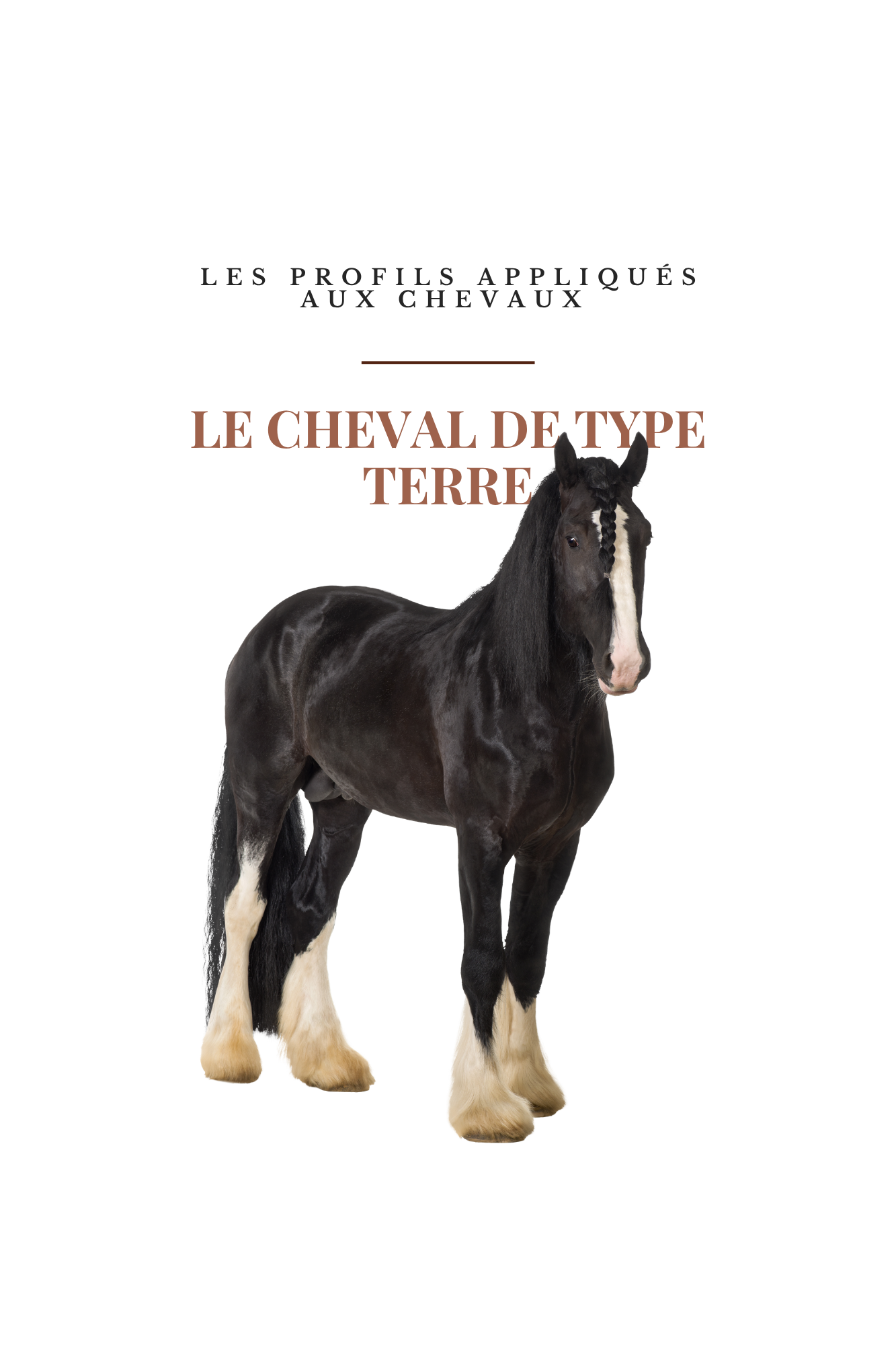 MIEUX COMPRENDRE TA RELATION À TON CHEVAL (grâce aux cinq éléments de la tradition chinoise)